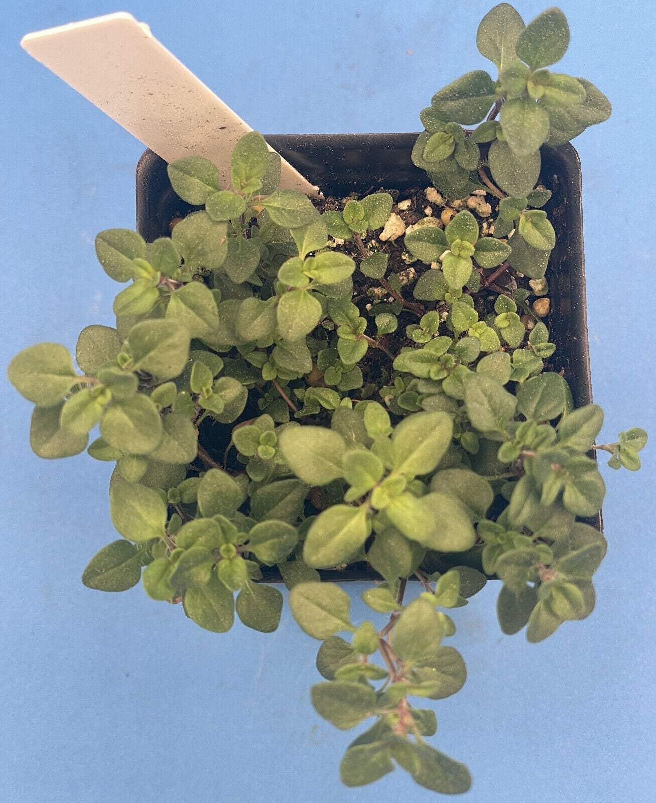 Wild Thyme Live Plant 3″ Starter Pot – Thymus praecox