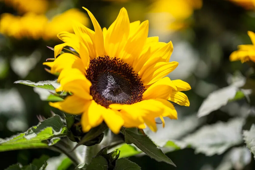 Dwarf Sunspot Short SunFlower 60+ Seeds~from “My Brooklyn Botanical Garden Club”