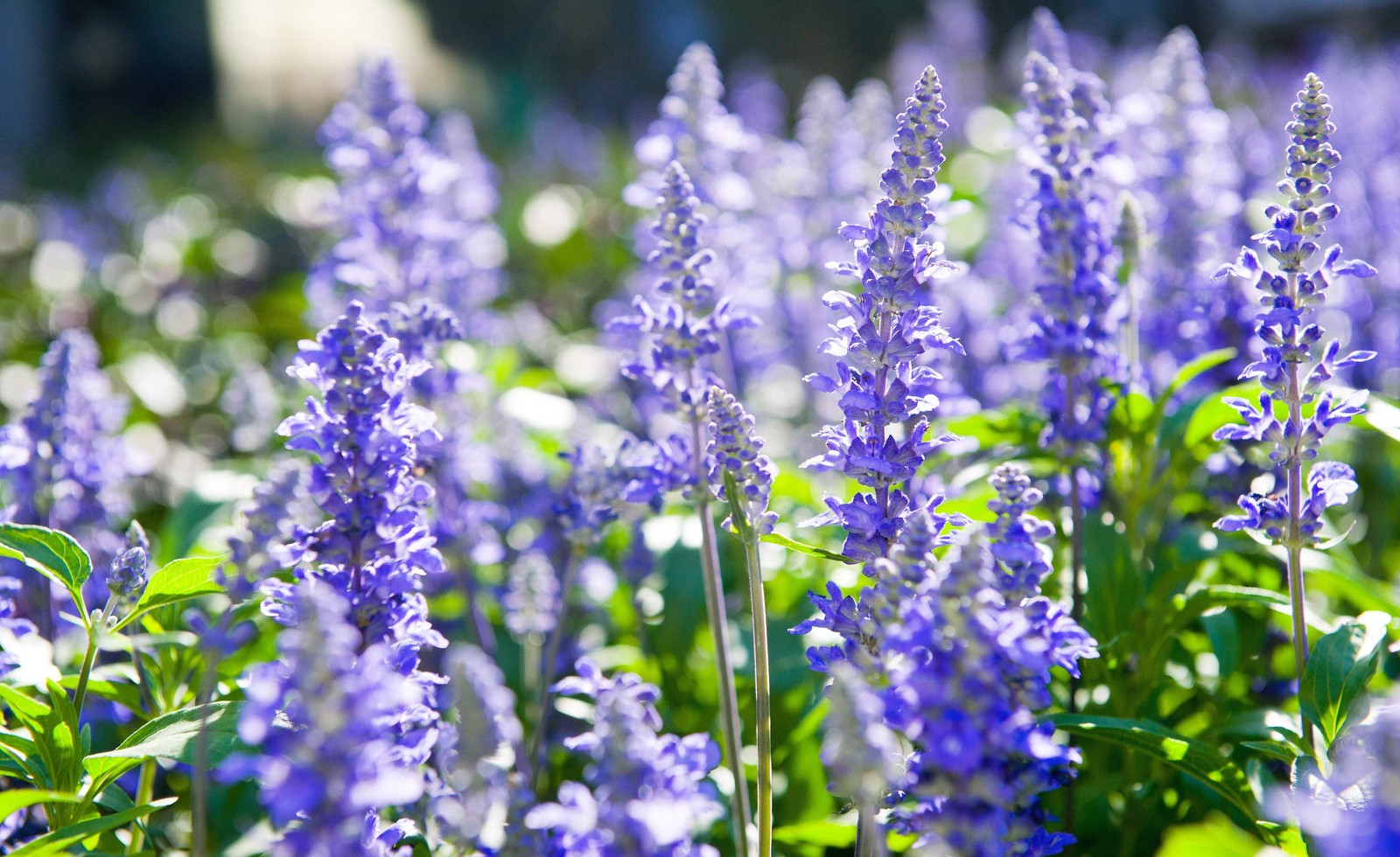 1000 TRUE BLUE HYSSOP Hyssopus Officinalis Thymus Herb Blue Violet Flower Seeds
