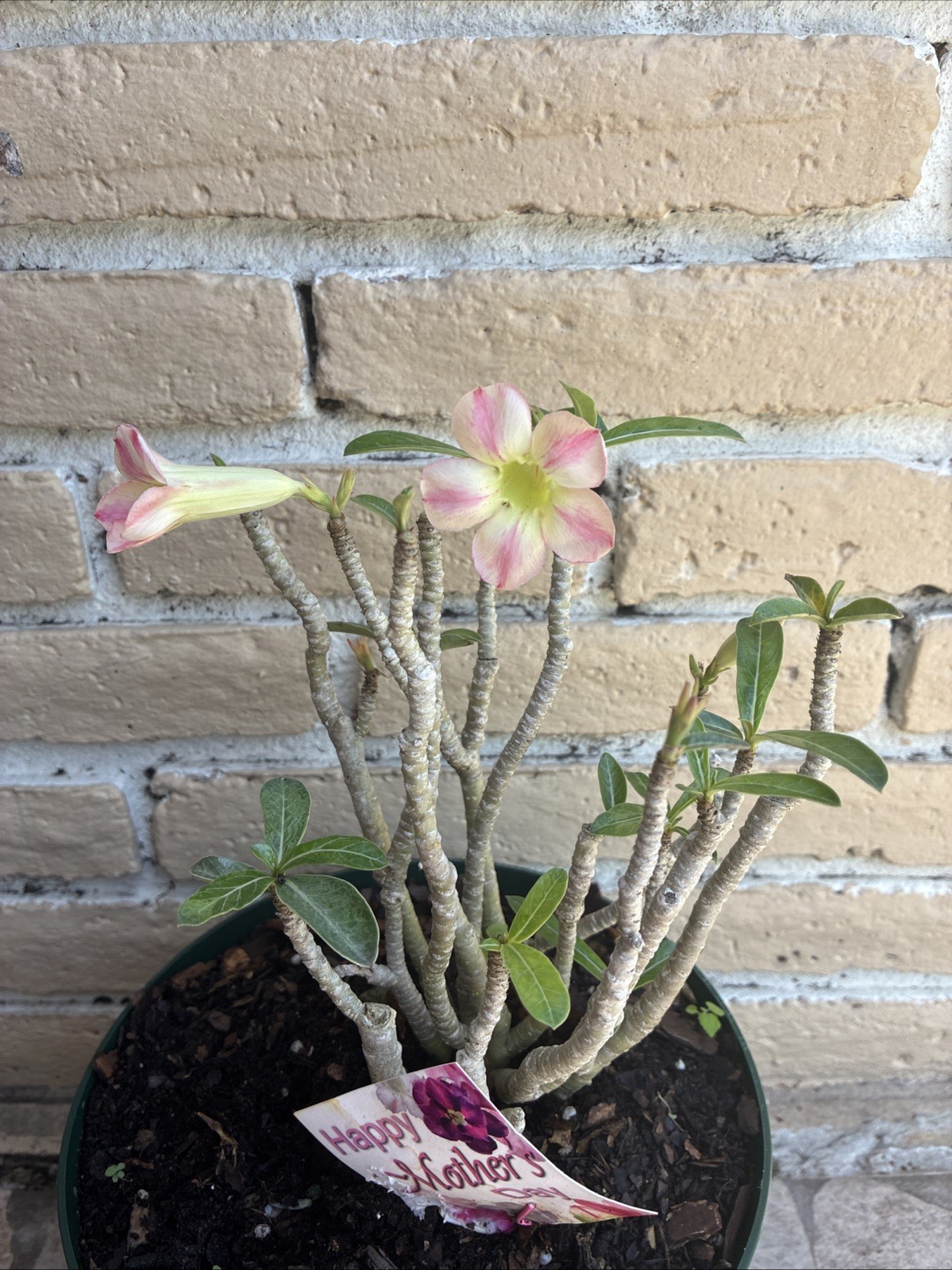 Desert Roses pink striped beautiful exotic flowering tree