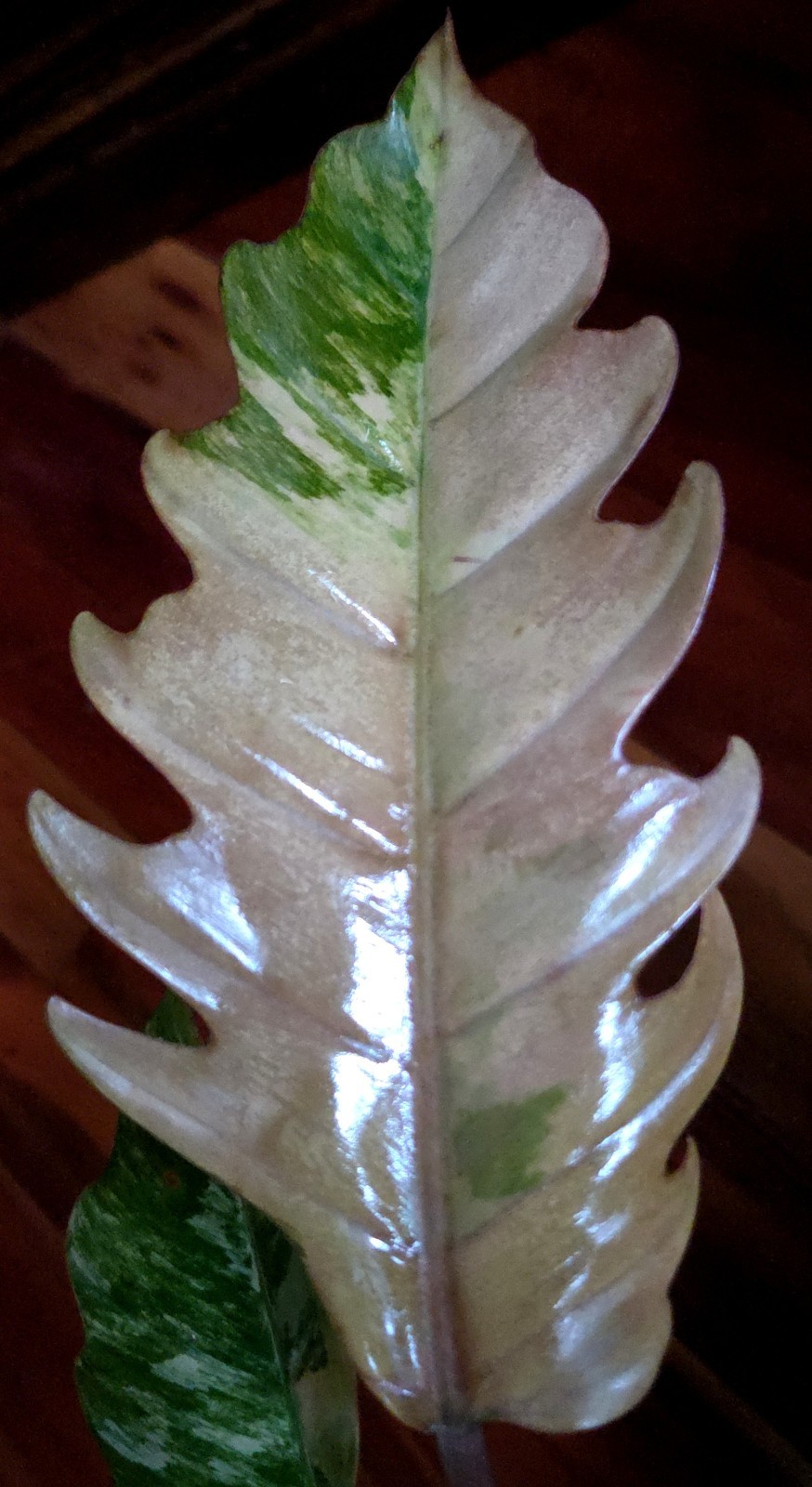 Rare XL Philodendron Pink Flushed Caramel Marble 27″ Wide Not Anthurium Monstera