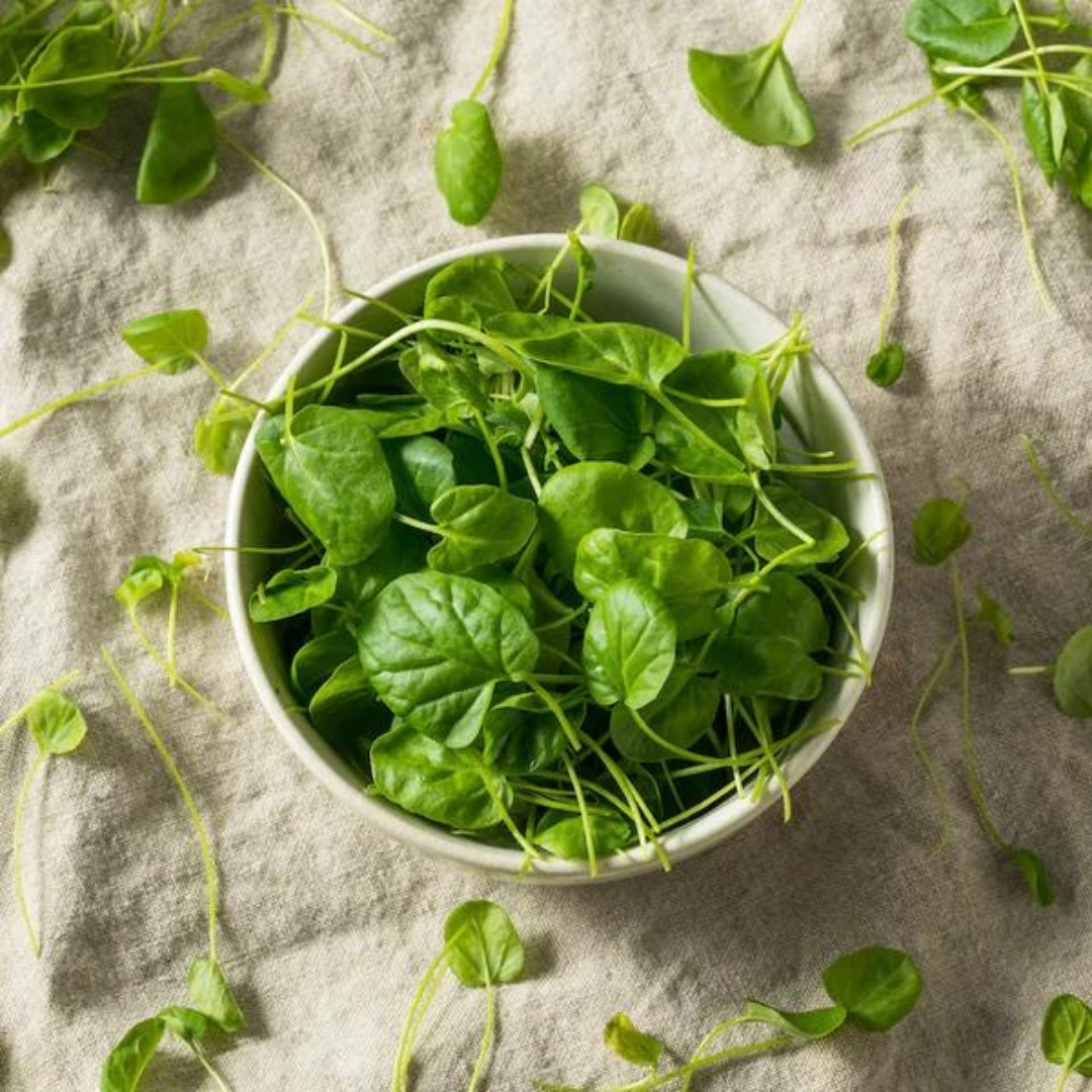 Fresh Green Watercress Seeds | Xi Yang Cai | Heirloom Non-GMO | Vegetables Seeds