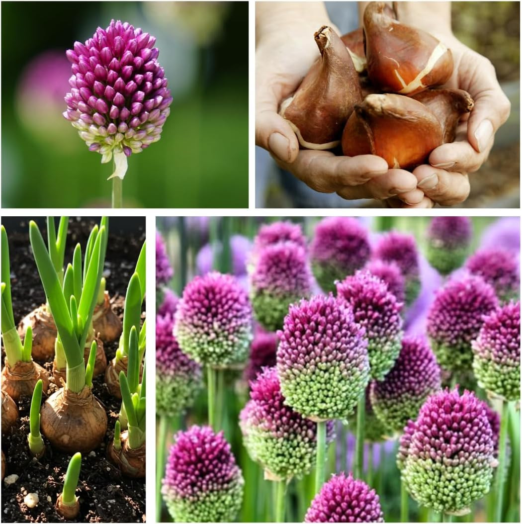 Drumstick Allium Bulbs – Easy to Grow Pennial Flowers, Deer Resistant (10 Bulbs)