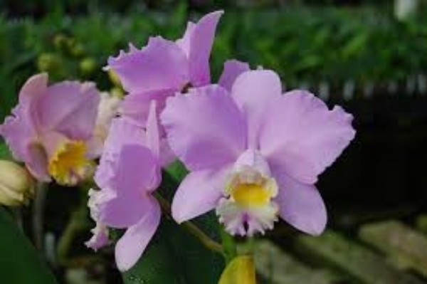 C. Montana Spirit ‘Big Sky’Live Orchid Plant 4B41 4inch Pot