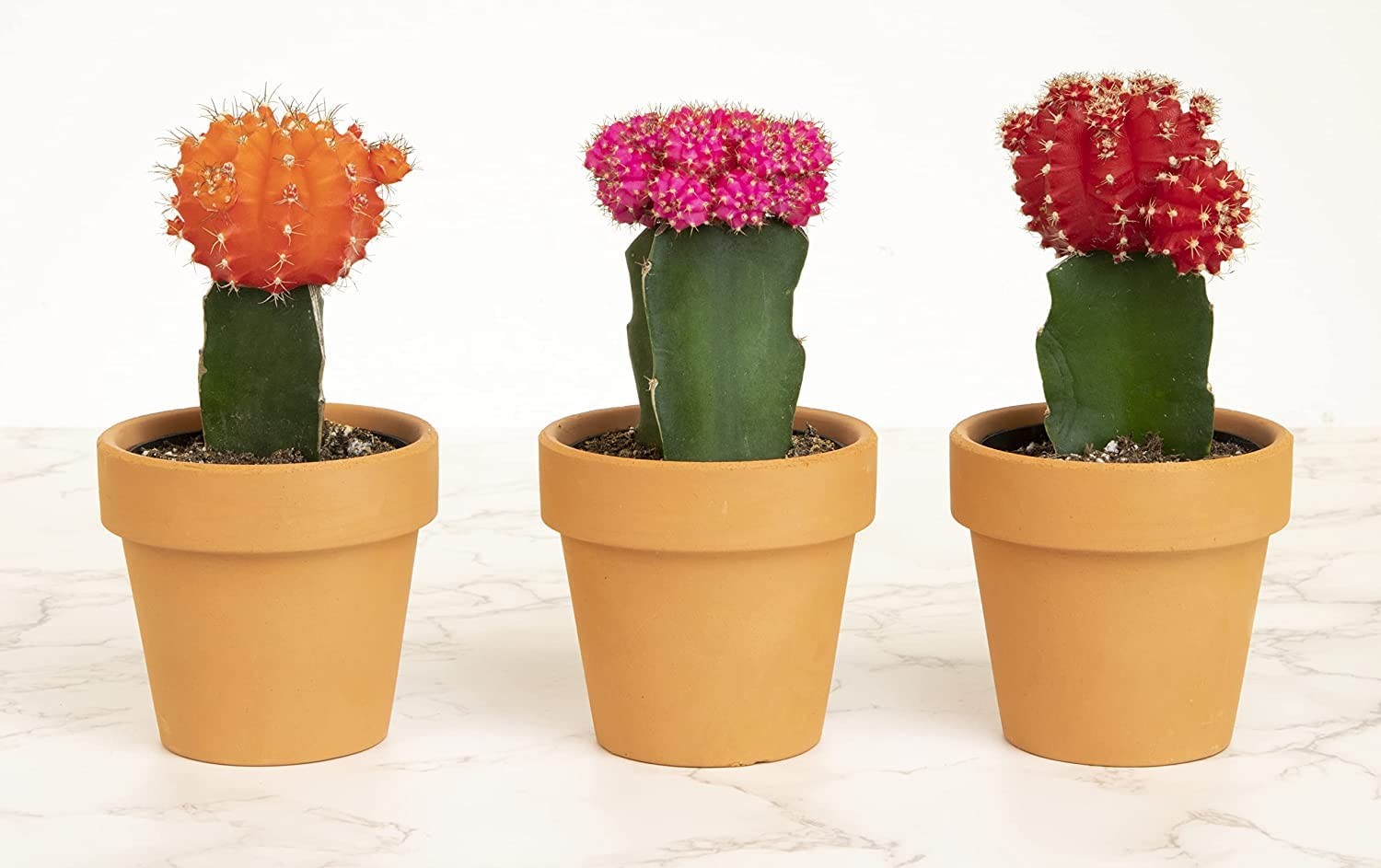 Grafted Cactus Succulent 3Pk In 3 Terracotta Pots Live Succulents Mini Cacti
