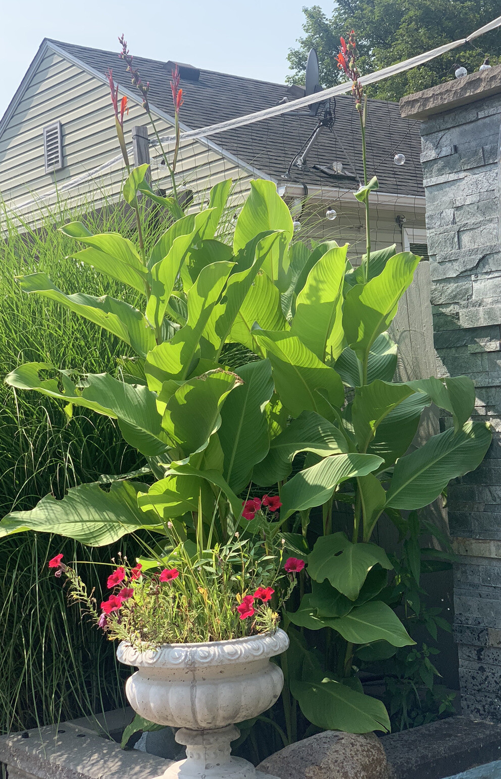 Rare Jumbo Canna Lily Rhizome 1 Pure Green Musifolia ~ Red/Orange/ Flower