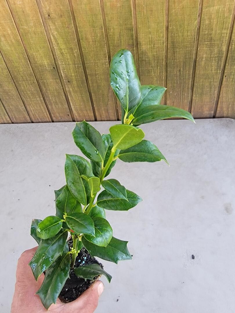 ( 1 ) – Nellie R. Stevens Holly Tree – Starter Plant – ( 1 live plant )