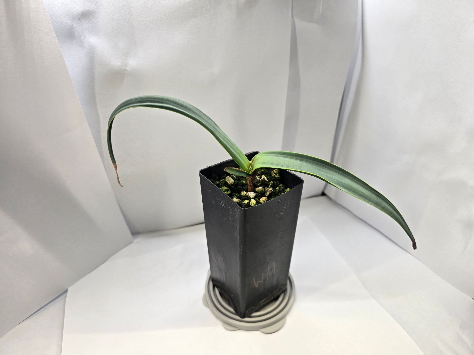 Welwitschia mirabilis 10 month old seedling