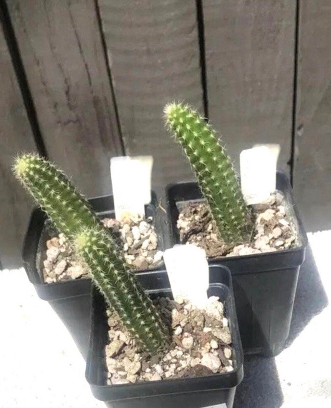 Pan 17.8.103 Chamaecereus Rare Hybrids One Rooted Plants Peanut Cactus