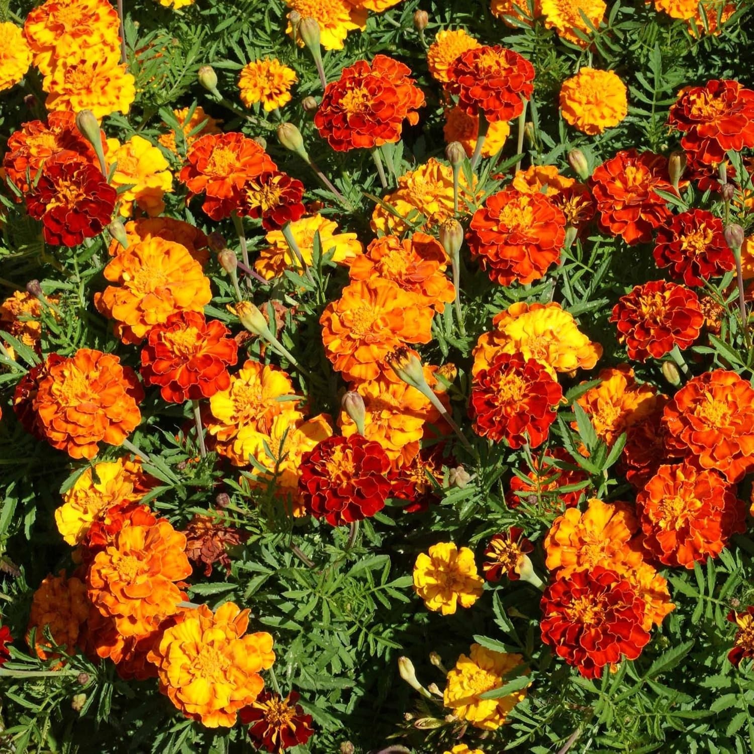 French Marigold Seeds Mix – 1000 Pcs Annual, Compact, Heat & Drought Tolerant…