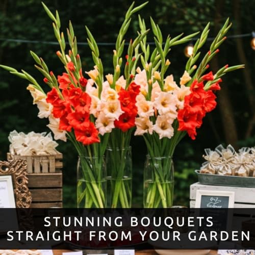 10 Gladiolus Bulbs, Mixed Colors – Sword Lily, Easy to Grow Perennial Garden