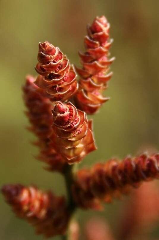 Bog Myrtle Shrub Seeds for Planting (15 Seeds) – Myrica Gale