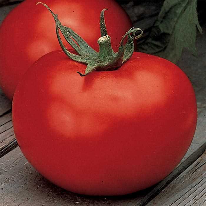 Better Boy Tomato Seeds VFN (F1 Hybrid) | Non-GMO | Free Shipping | 1021