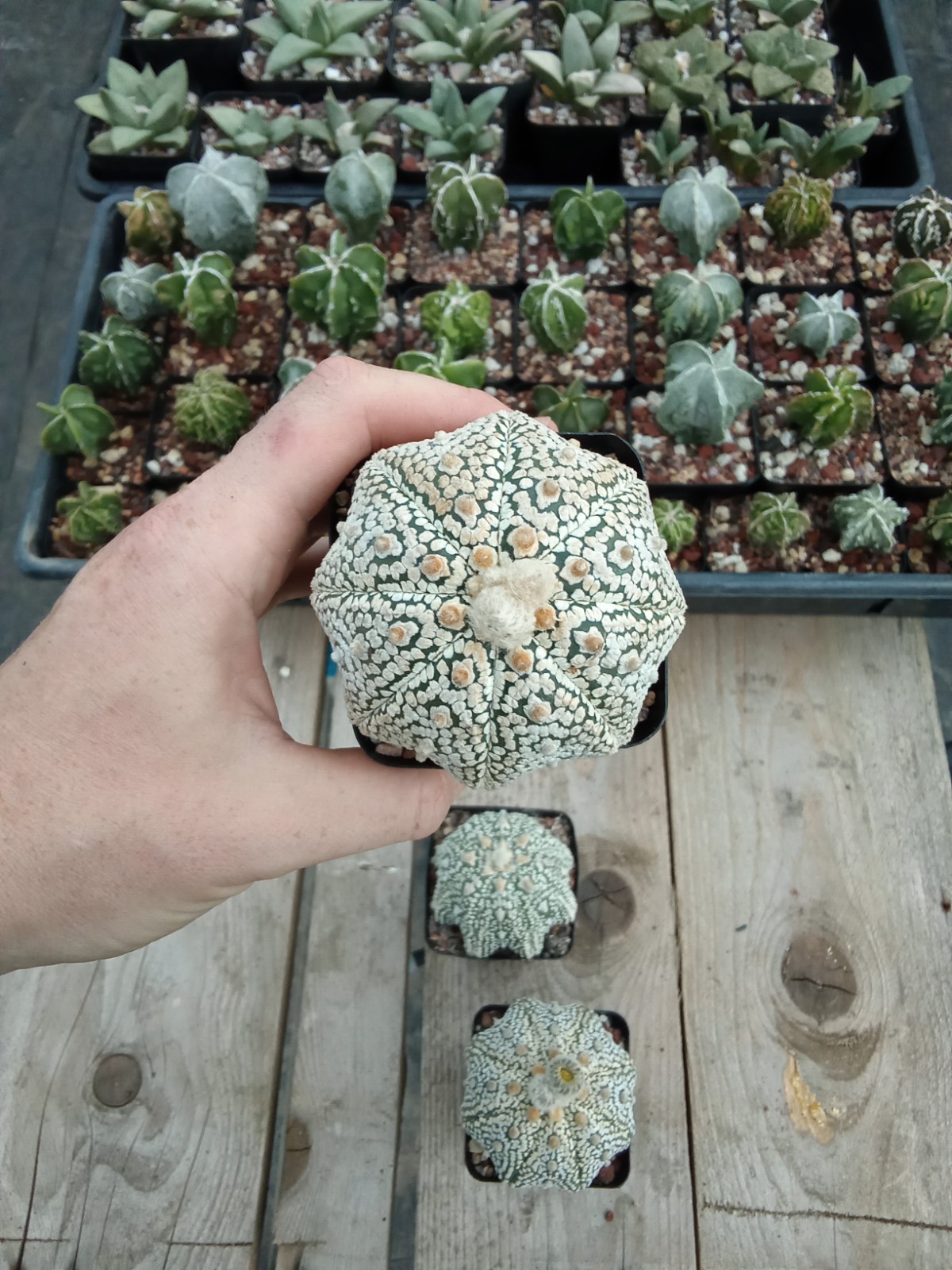 Astrophytum asterias Superkabuto big size 2.75in pot US seller