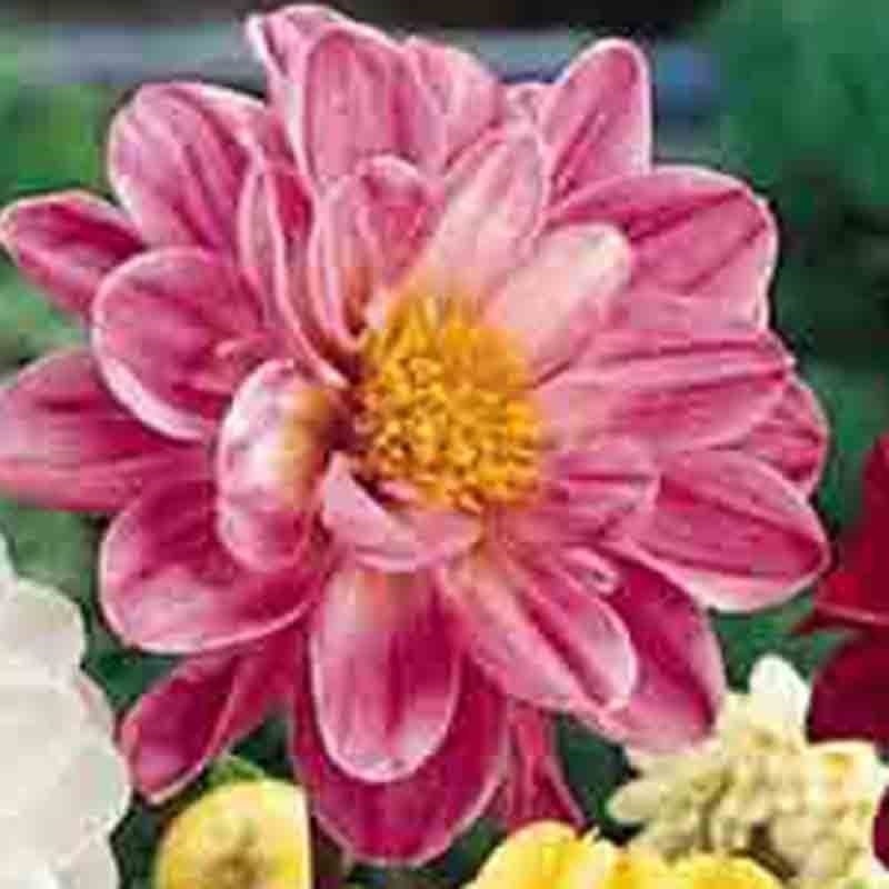 50 DAHLIA SEEDS RARE DWARF AUTUMN MIX HUGE FLOWERS GARDEN CONTAINERS BEES USA