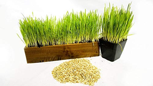 Thunder Acres Cat Grass Blend – Wheat, Barley, Oats, And Rye Seed Mix