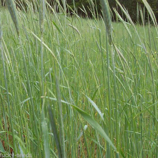 Wrens Abruzzi Winter Rye Grain Seed (Secale cereale) – 10 Lbs.