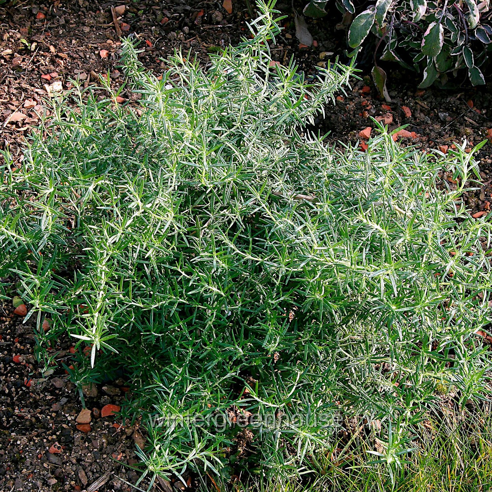 Rosmarinus prostratus, Trailing, Rosemary, Container Size: 3.5″