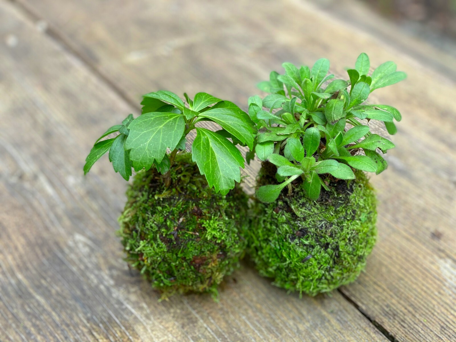 Traditional Japanese “Kokedama” Moss Garden – Made with Live Moss- Cold Tolerant