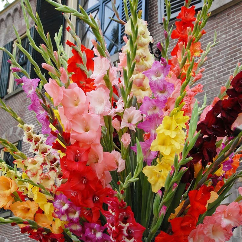 Grower Special Mix Gladiolus Flower Bulbs – 100 Assorted Colors – Mixed