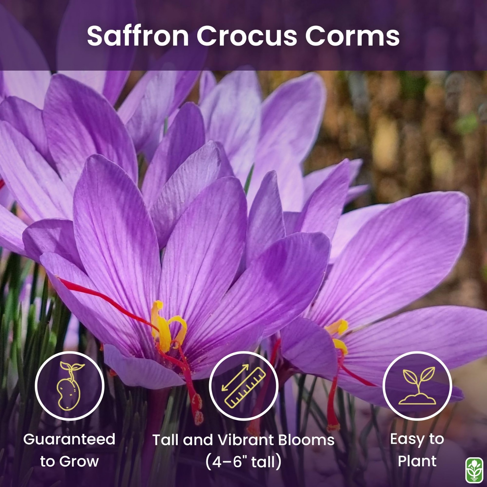 10 Large Saffron Crocus Corms – Purple Blooms, Perennial Bulbs for Outdoor Plant