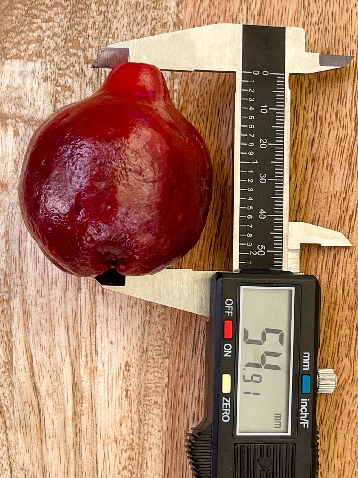 Purple Malay Apple Syzygium malaccense Fruit Tree Starter Potted Plant Very RARE