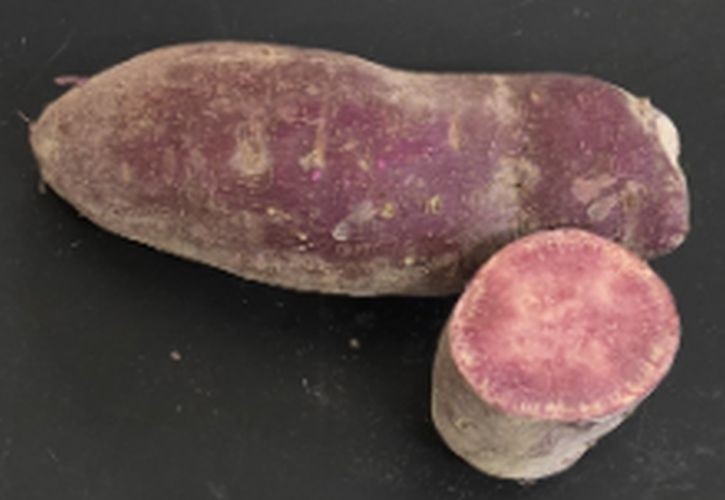 Potted Sweet Potato Plant – Sakura Purple – Vining Type- Non GMO & Chemical Free