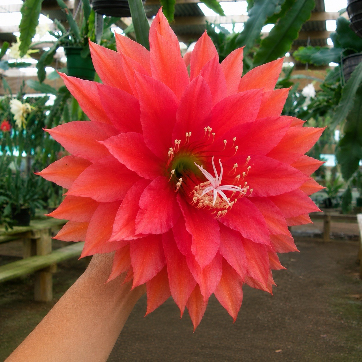 KIWI HOLIDAY TIME Epiphyllum Orchid Cactus Succulents