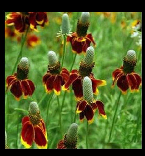 Mexican Hat 100 – 2,000 Seeds Ratibida Columnaris Columnifera Native Wildflower