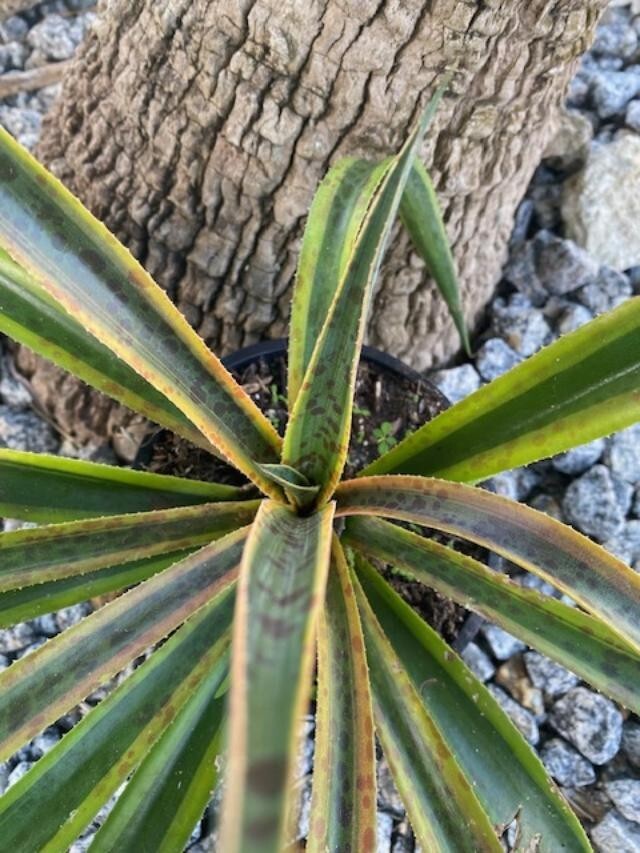 PINEAPPLE PUNCH (MANFREDA X AGAVE HYBRID) MATURE PLANT