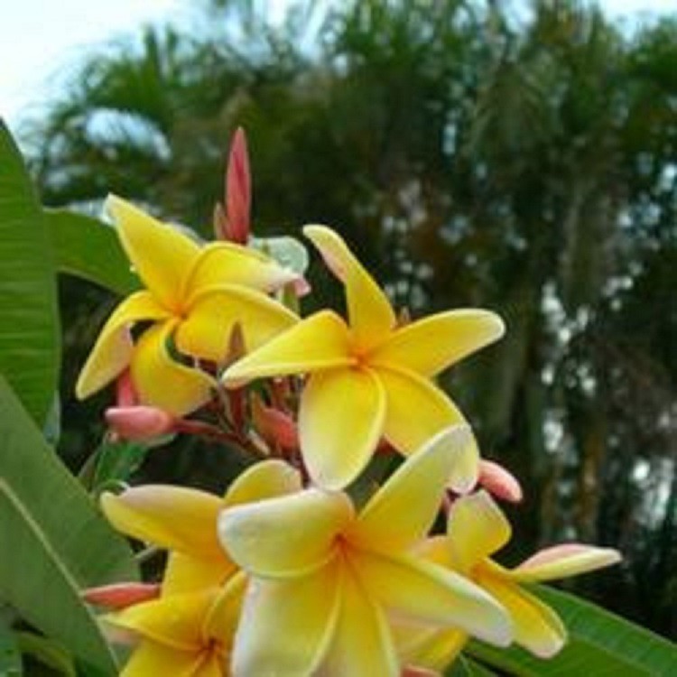 “BLAZING SUN HAWAII” PLUMERIA FRANGIPANI 12″ BLOOMING NOW FRESH CUT DAY OF ORDER