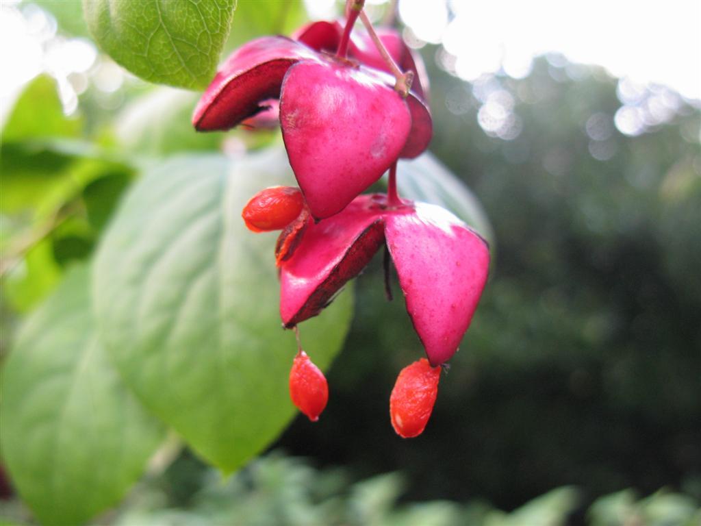 Scarlet Euonymus, Euonymus sachalinensis, Shrub Seeds