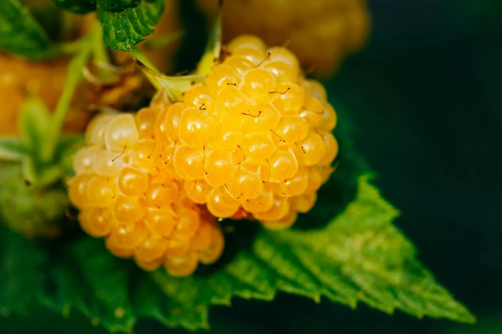 Salmonberry – Fruit bearing shrub – {RUBUS spectabilis} 25+ SEEDS USA POST