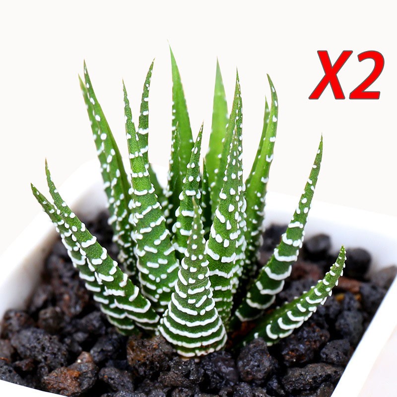 2 Pack Rare Cactus Succulent Plants | Live House Plants for Home & Office Decor