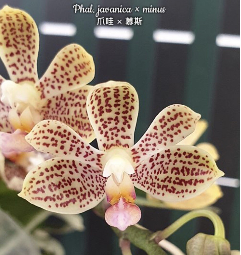 Phal. javanica × minus, Blooming Size, FREE SHIPPING