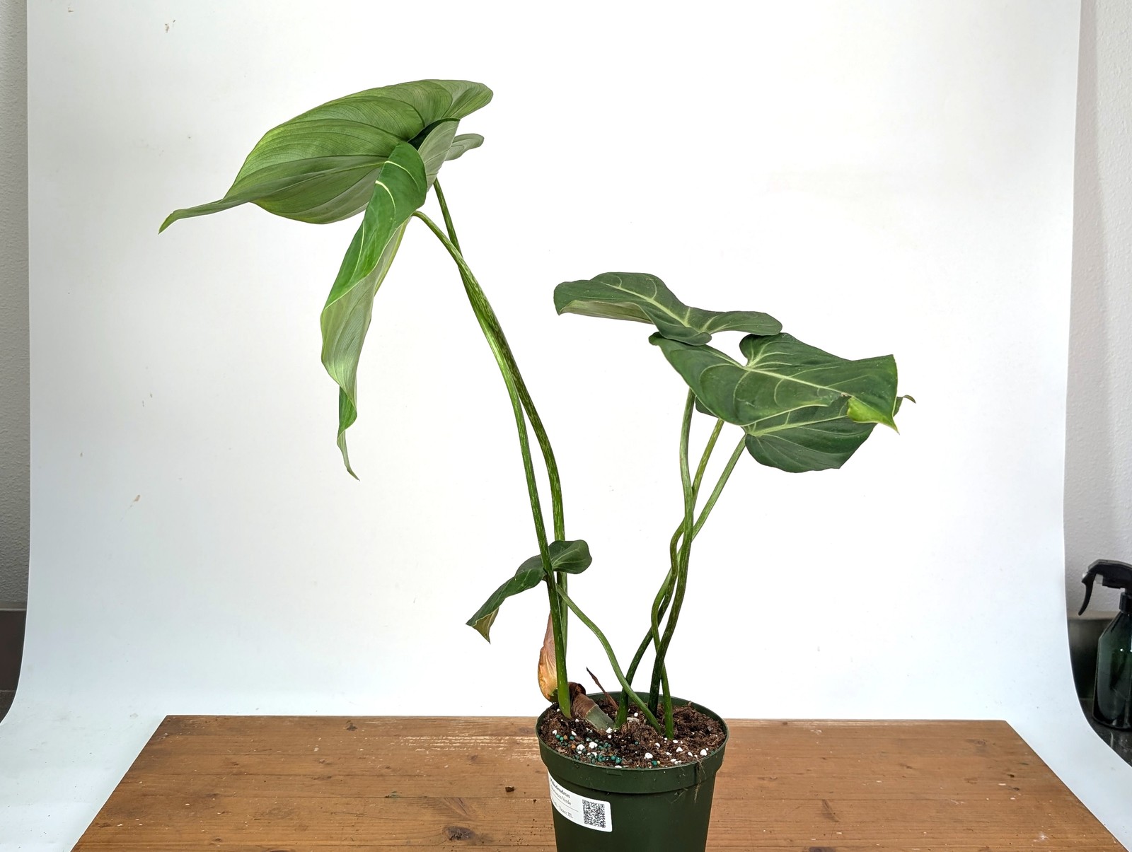 Philodendron Gloriosum Verde – Exact XL Plant in 6″ Pot (#24A)