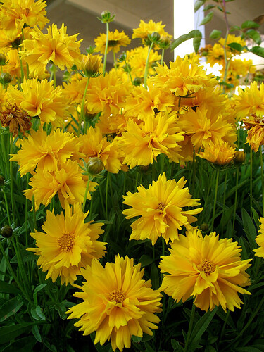 Sunray Coreopsis Perennial – 30 Seeds, 175 mg