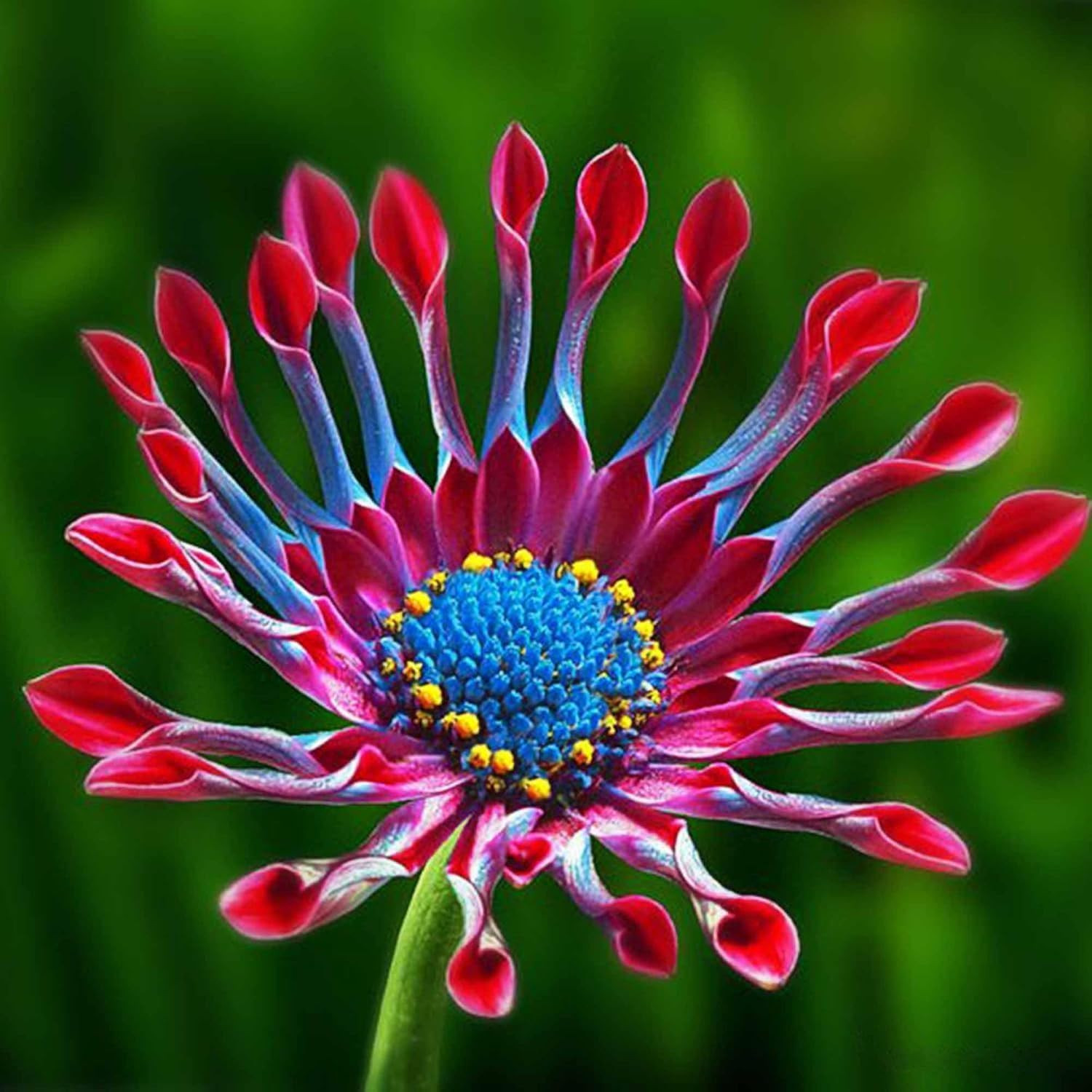 150+ Seed African Rare Daisy Seeds for Planting Outdoor-Non-GMO Heirloom Gerb…