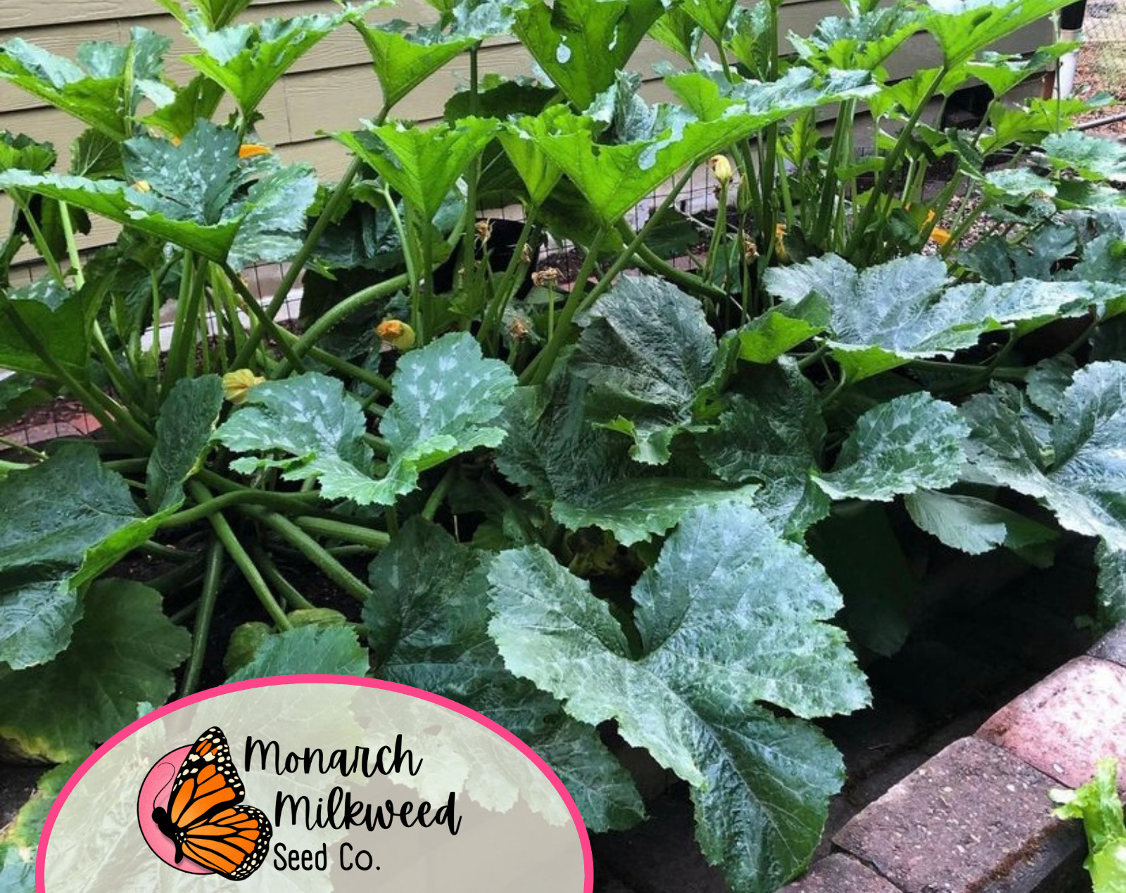 45+ Zucchini Seeds ‘Black Beauty’ | Heirloom, Non-GMO, Vegetable Gardening Seed