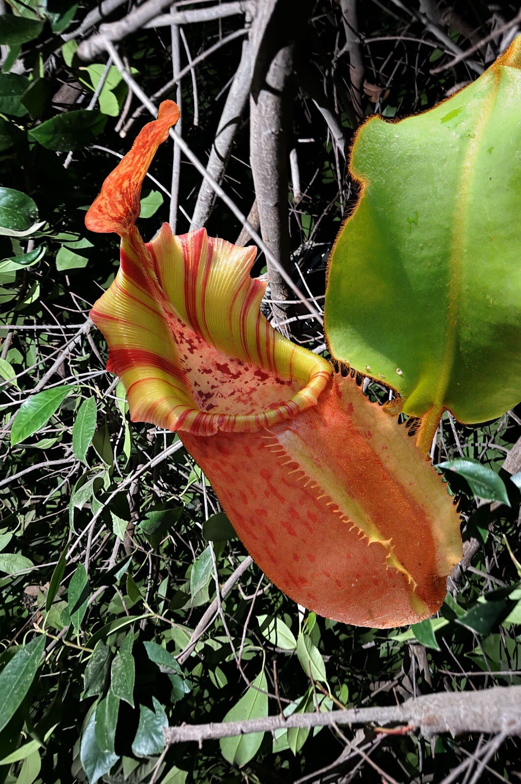 100 Nepenthes Veitchii Seeds Freshly Harvested in California