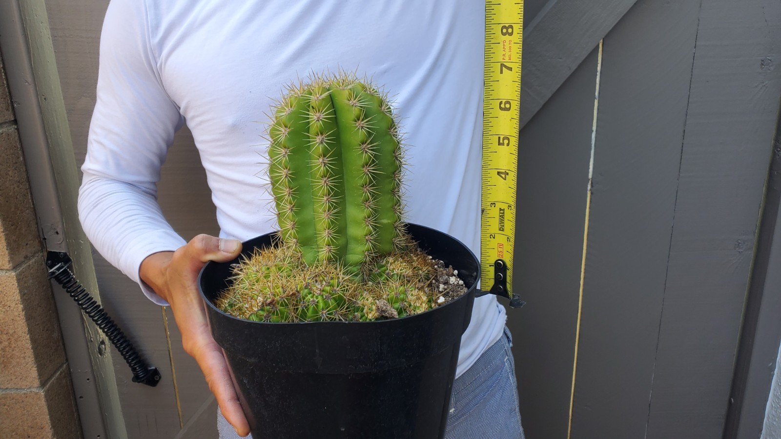Sun Goddess Cactus