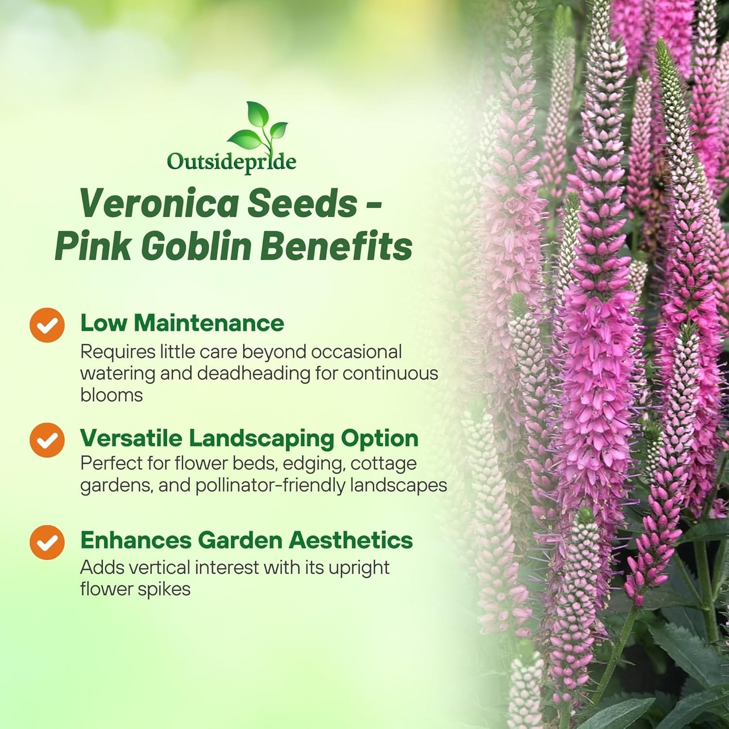 200 Seeds Veronica Spicata Pink Goblin Garden Spiked Speedwell Flower Seeds