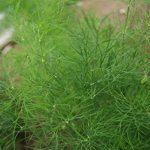 Dill Greensleeves Anethum graveolens 1,000 seeds