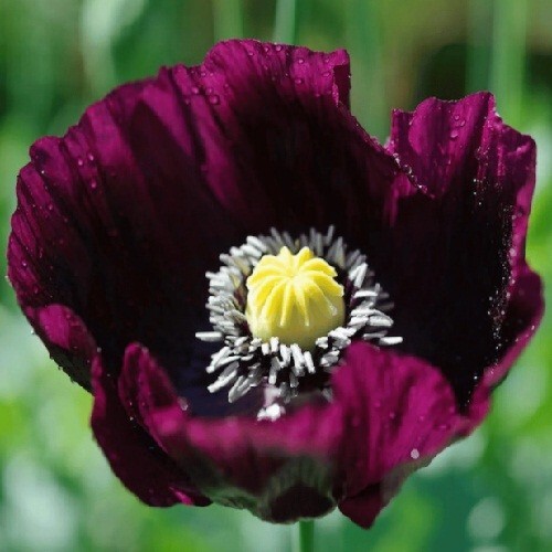 2,500 Stratified Organic After Midnight P. Somniferum Poppy Seeds for Planting