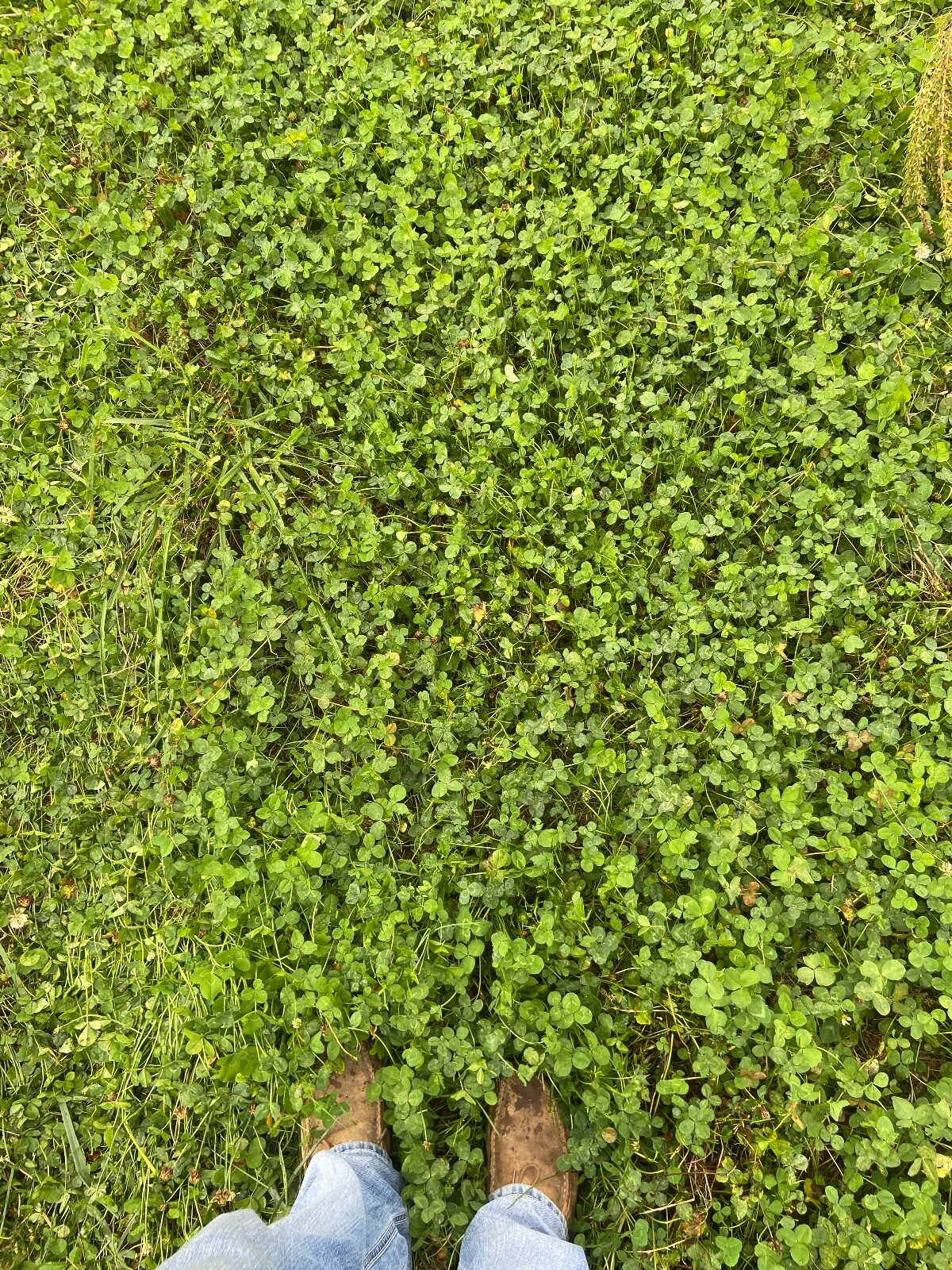 Perennial White Clover Food Plot Seed Mix for Deer/turkey – Plant Spring/Fall