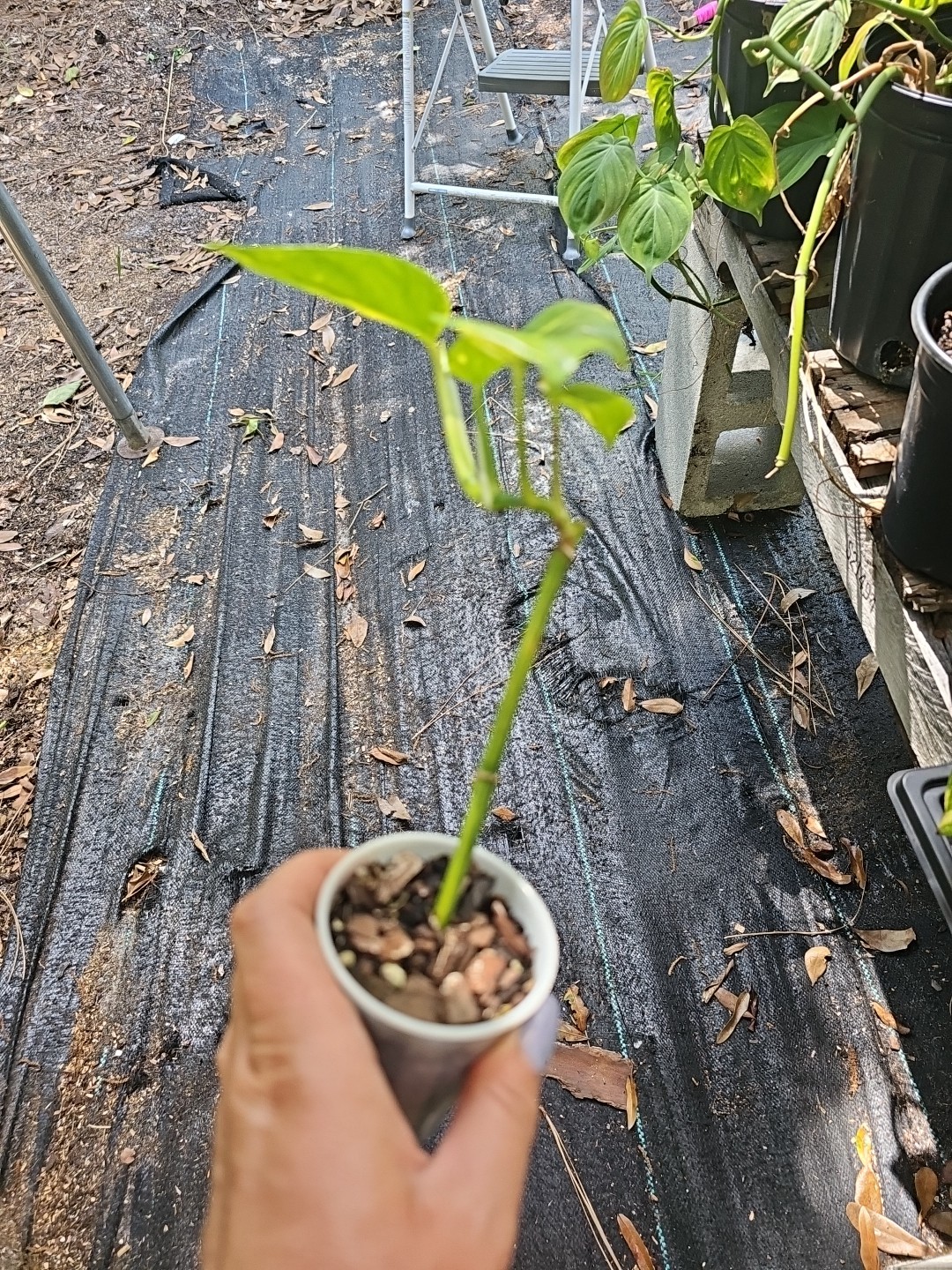 GIANT Variegated Golden Pothos Climbing hawaiian Live Plant Rooted 2,5″ Pot