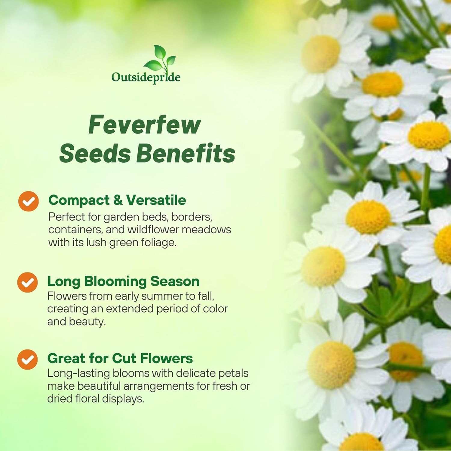 10000 Seeds Feverfew Seeds For Planting | White Chrysanthemum Feverfew Herb