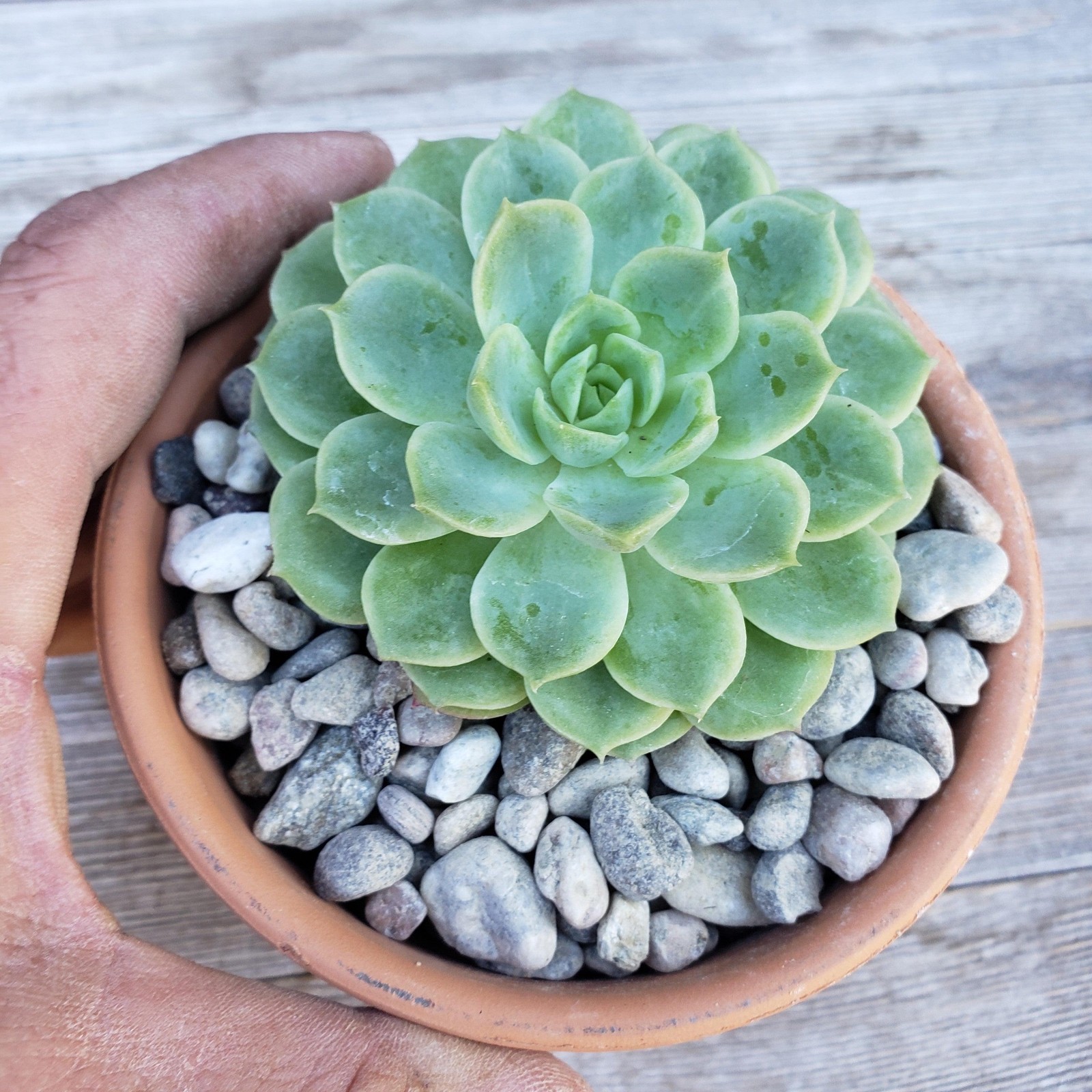 1 Lb 3/8 Arizona river rock Cactus and Succulent Top Soil Dressing cactus Cacti
