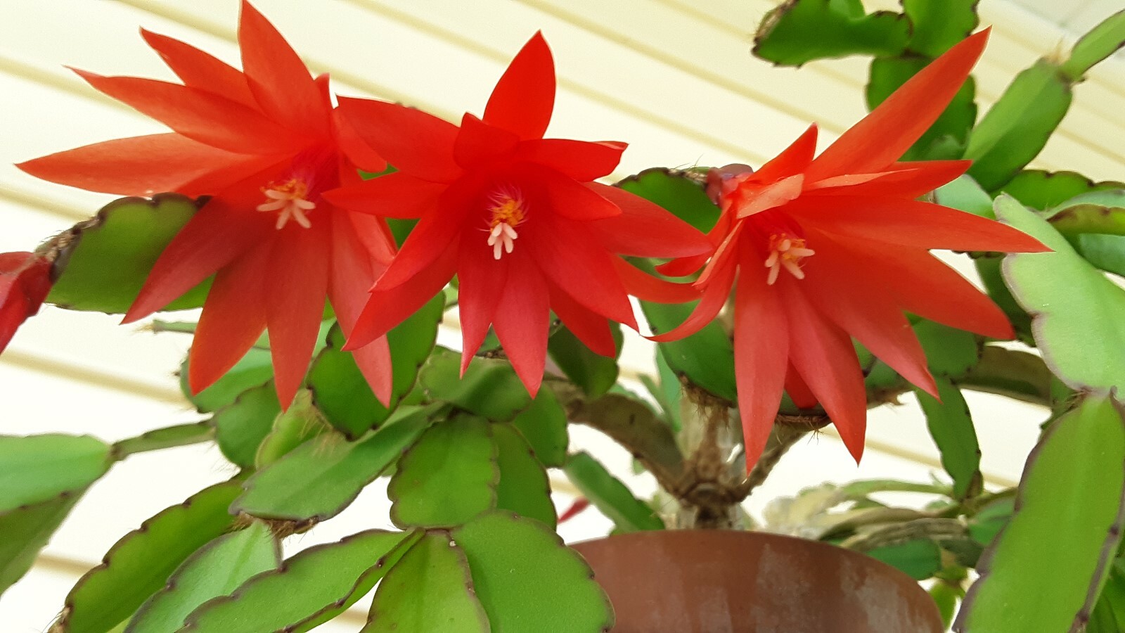 1 Christmas 1 Easter Cactus 1 Thanksgiving Cactus 3 LIVE PLANTS FREE SHIPPING $