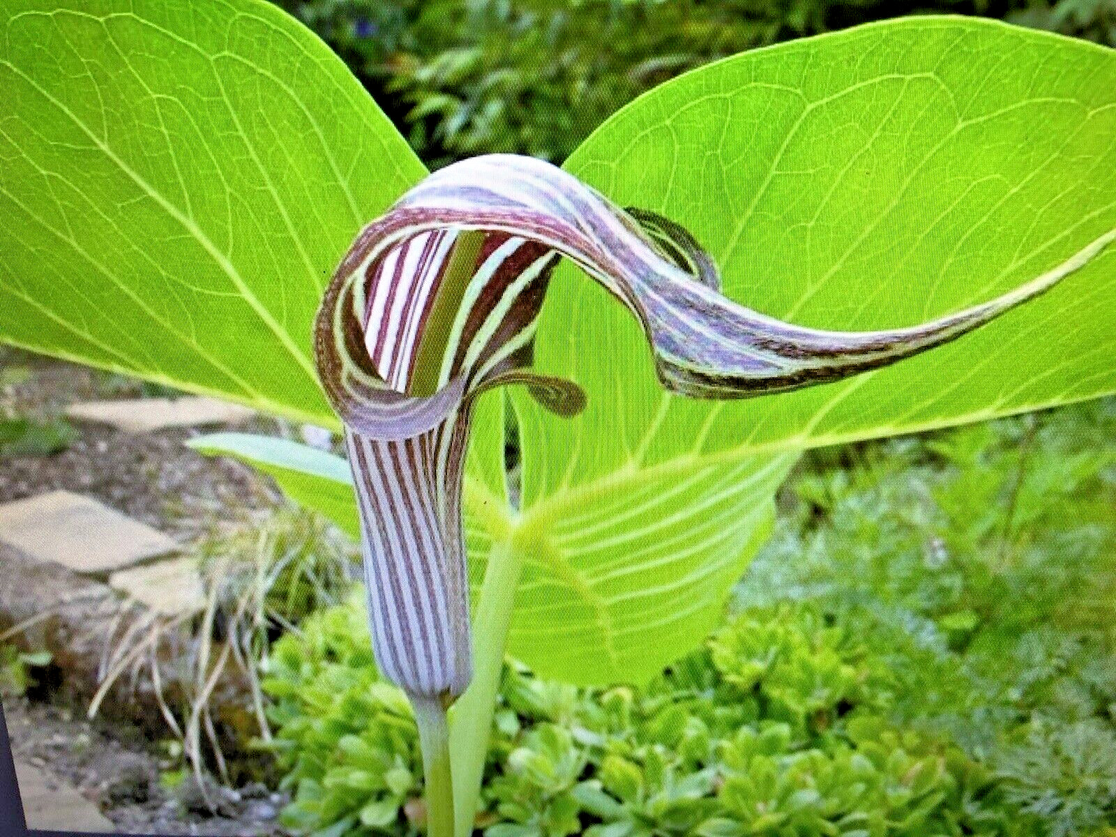 ARISAEMA FARGESII -1 Cobra Lily Bulb with Growing Shoot and Well Developed Roots